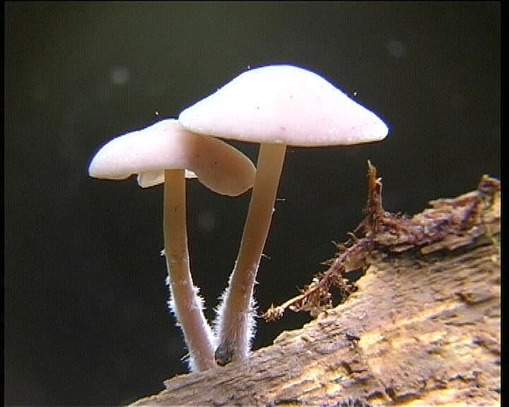 Baeospora myriadophylla    (Peck)   Singer, (1938)